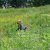2011_maehen_0105