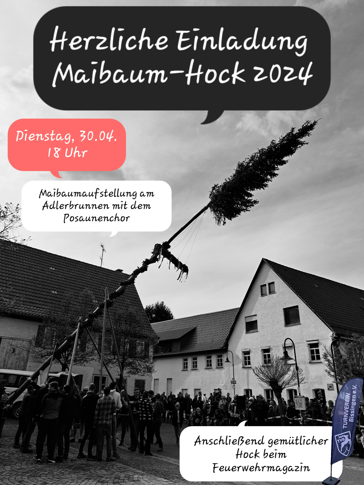 Maibaumhock 2024w